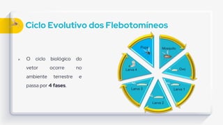 Ciclo Evolutivo dos Flebotomíneos
 O ciclo biológico do
vetor ocorre no
ambiente terrestre e
passa por 4 fases.
Mosquito
Ovo
Larva 1
Larva 2
Larva 3
Larva 4
Pupa
 