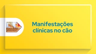 Manifestações
clínicas no cão
 