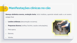 Manifestações clínicas no cão
Doença sistêmica severa, evolução lenta, início insidioso, aparente estado sadio a um severo
estágio final.
 Lesões cutâneas (descamação e eczema);
 Pequenas úlceras (orelhas, focinho, cauda e articulações);
 Pelo opaco;
 Diarreia;
 Vômito.
 