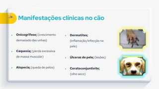 Manifestações clínicas no cão
 Onicogrifose; (crescimento
demasiado das unhas)
 Caquexia; (perda excessiva
de massa muscular)
 Alopecia; (queda de pelos)
 Dermatites;
(inflamação/infecção na
pele)
 Úlceras de pele; (lesões)
 Ceratoconjuntivite;
(olho seco)
 