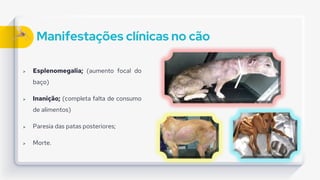 Manifestações clínicas no cão
 Esplenomegalia; (aumento focal do
baço)
 Inanição; (completa falta de consumo
de alimentos)
 Paresia das patas posteriores;
 Morte.
 
