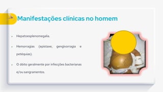 Manifestações clínicas no homem
 Hepatoesplenomegalia.
 Hemorragias (epistaxe, gengivorragia e
petéquias).
 O óbito geralmente por infecções bacterianas
e/ou sangramentos.
 
