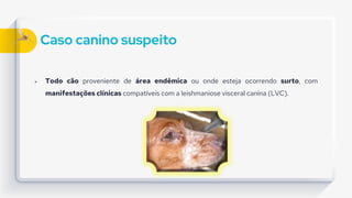 Caso canino suspeito
 Todo cão proveniente de área endêmica ou onde esteja ocorrendo surto, com
manifestações clínicas compatíveis com a leishmaniose visceral canina (LVC).
 