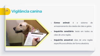 Vigilância canina
 Censo animal: é o sistema de
armazenamento dos dados de cães e gatos.
 Inquérito censitário: teste em todos os
cães de uma região.
 Inquérito amostral: cães de uma região
específica escolhidos de forma aleatória.
 