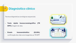 Diagnóstico clínico
Técnicas diagnósticas sorológicas sequenciais:
 Teste rápido imunocromatográfico (TR
DPP): triagem de cães.
 Ensaio imunoenzimático (ELISA):
confirmação dos cães sororreagentes ao TR DPP
 