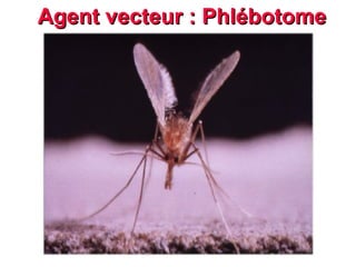 Agent vecteur : Phlébotome
Agent vecteur : Phlébotome
 