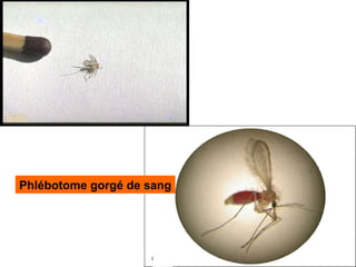 Phlébotome gorgé de sang
 