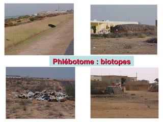 Phlébotome : biotopes
Phlébotome : biotopes
 