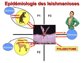rongeurs
rongeurs
sauvages
sauvages
chiens +++
chiens +++
canidés sauvages
canidés sauvages
PHLEBOTOME
PHLEBOTOME
Epidémiologie des leishmanioses
Epidémiologie des leishmanioses
F1 F3
F2
Homme
Homme
Homme
 