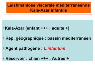 Leishmaniose viscérale méditerranéenne
Kala-Azar infantile
• Kala-Azar (enfant +++ ; adulte +)
• Rép. géographique : bassin méditerranéen
• Agent pathogène : L.infantum
• Réservoir : chien +++ ; Autres +
 