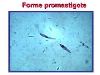 Forme promastigote
Forme promastigote
 