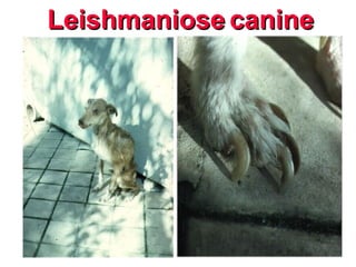 Leishmaniose
Leishmaniose canine
canine
 