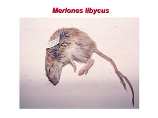 Meriones libycus
Meriones libycus
 