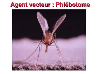 Agent vecteur : Phlébotome
 