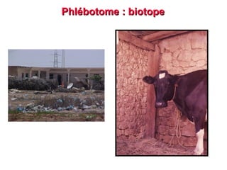 Phlébotome : biotope
 