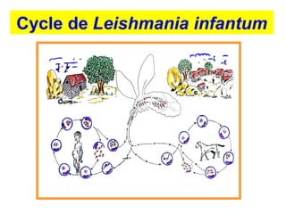 Cycle de Leishmania infantum
 