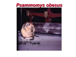 Psammomys obesus
 