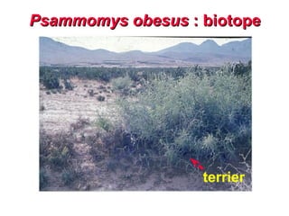 Psammomys obesus : biotope




                   terrier
 