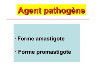 Agent pathogène


• Forme amastigote


• Forme promastigote
 