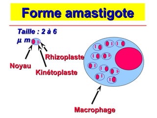 Forme amastigote
 Taille : 2 à 6
 µ m

          Rhizoplaste
Noyau
        Kinétoplaste




                  Macrophage
 