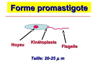 Forme promastigote



        Kinétoplaste
Noyau                  Flagelle

        Taille: 20-25 µ m
 
