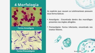 4 Morfologia
As espécies que causam as Leishmanioses possuem
duas forma básicas:
• Amastigota : Encontrada dentro dos macrófagos
presentes nos órgãos atingidos.
Forma Amastigota
Fonte: www.mundomicro.com.br Acessado em 30 de junho de 2025.
• Promastigota: Forma infectante, encontrada nos
insetos Vetores.
Forma Promastigota
Fonte: www.mundomicro.com.br Acessado em 30 de junho de 2025.
Brasil, 2024.
6
 