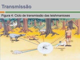 Figura 4: Ciclo de transmissão das leishmanioses
Transmissão
 