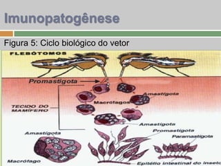 Figura 5: Ciclo biológico do vetor
Imunopatogênese
 