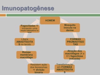 HOMEM
Mosquito
inocula na
derme
FORMAS
PROMASTIGO
TAS
Atração dos
macrófagos (4 a
8 h fagocitose
induzida)
Transformação
em FORMAS
AMASTÍGOTA
S
Resistem ação
dos lisossomas
 divisão
binária
Rompe
membrana
macrófago
Libera
AMASTÍGOTA
S no tecido
Fagocitadas 
iniciando uma
reação inflamatória no
local
Imunopatogênese
 