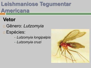 Vetor
 Gênero: Lutzomyia
 Espécies:
• Lutzomyia longipalpis
• Lutzomyia cruzi
Leishmaniose Tegumentar
Americana
 