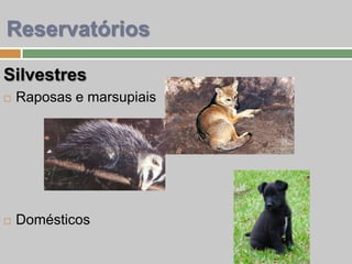 Reservatórios
Silvestres
 Raposas e marsupiais
 Domésticos
 