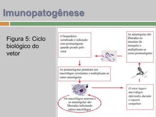 Figura 5: Ciclo
biológico do
vetor
Imunopatogênese
 