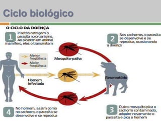 Ciclo biológico
 