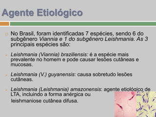  No Brasil, foram identificadas 7 espécies, sendo 6 do
subgênero Viannia e 1 do subgênero Leishmania. As 3
principais espécies são:
 Leishmania (Viannia) braziliensis: é a espécie mais
prevalente no homem e pode causar lesões cutâneas e
mucosas.
 Leishmania (V.) guyanensis: causa sobretudo lesões
cutâneas.
 Leishmania (Leishmania) amazonensis: agente etiológico de
LTA, incluindo a forma anérgica ou
leishmaniose cutânea difusa.
Agente Etiológico
 