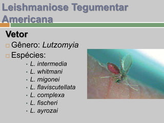 Vetor
 Gênero: Lutzomyia
 Espécies:
• L. intermedia
• L. whitmani
• L. migonei
• L. flaviscutellata
• L. complexa
• L. fischeri
• L. ayrozai
Leishmaniose Tegumentar
Americana
 