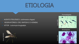 ETIOLOGIA
Promastigotas
Amastigotas
 AGENTE ETIOLÓGICO: Leishmania chagasi;
 RESERVATÓRIOS: CÃO, RAPOSA E O HOMEM;
 VETOR: Lutzomyia longipalpis
Fonte:UFPEFonte:UFPE
Fonte:FIOCRUZ
 