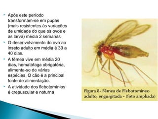    Após este período
    transformam-se em pupas
    (mais resistentes às variações
    de umidade do que os ovos e
    as larva) média 2 semanas
   O desenvolvimento do ovo ao
    inseto adulto em média é 30 a
    40 dias.
   A fêmea vive em média 20
    dias, hematófaga obrigatória,
    alimenta-se de várias
    espécies. O cão é a principal
    fonte de alimentação.
   A atividade dos flebotomínios
    é crepuscular e noturna
 