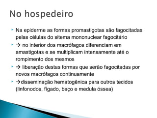    Na epiderme as formas promastigotas são fagocitadas
    pelas células do sitema mononuclear fagocitário
    no interior dos macrófagos diferenciam em
    amastigotas e se multiplicam intensamente até o
    rompimento dos mesmos
    liberação destas formas que serão fagocitadas por
    novos macrófagos continuamente
   disseminação hematogênica para outros tecidos
    (linfonodos, fígado, baço e medula óssea)
 