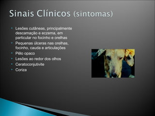    Lesões cutâneas, principalmente
    descamação e eczema, em
    particular no focinho e orelhas
   Pequenas úlceras nas orelhas,
    focinho, cauda e articulações
   Pêlo opaco
   Lesões ao redor dos olhos
   Ceratoconjutivite
   Coriza
 