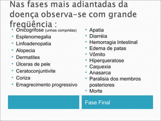    Onicogrifose (unhas compridas)      Apatia
   Esplenomegalia                      Diarréia
   Linfoadenopatia                     Hemorragia Intestinal
   Alopecia
                                        Edema de patas
                                        Vômito
   Dermatites                          Hiperqueratose
   Úlceras de pele                     Caquexia
   Ceratoconjuntivite                  Anasarca
   Coriza                              Paralisia dos membros
   Emagrecimento progressivo            posteriores
                                        Morte

                                     Fase Final
 
