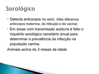    Detecta anticorpos no soro. (Não diferencia
    anticorpos maternos, de infecção e de vacina)
Em áreas com transmissão autócne é feito o
 inquérito sorológico censitário anual para
 determinar a prevalência da infecção na
 população canina.
Animais acima de 3 meses de idade
 