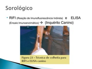    RIFI (Reação de Imunofluorescência Indireta) e ELISA
    (Ensaio Imunoenzimático)  (Inquérito Canino)
 