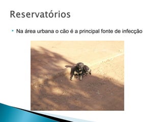    Na área urbana o cão é a principal fonte de infecção
 