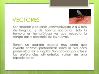 VECTORES
Son insectos pequeños (FLEBOTOMÍNEOS)de 2 a 5 mm
de longitud, y de hábitos nocturnos. Solo la
hembra es hematófaga ya que necesita la
sangre par el desarrollo de los huevos.

Tienen un aparato picador muy corto que
inyecta enzimas proteolíticas sobre la piel para
poder alcanzar el capilar. Son atraídos por a luz y
las preferencias alimentarias varían de una
especie a otra.
 