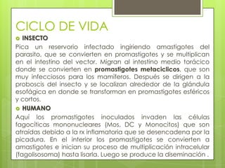 CICLO DE VIDA
  INSECTO
Pica un reservorio infectado ingiriendo amastigotes del
parasito, que se convierten en promastigotes y se multiplican
en el intestino del vector. Migran al intestino medio torácico
donde se convierten en promastigotes metaciclicos, que son
muy infecciosos para los mamíferos. Después se dirigen a la
proboscis del insecto y se localizan alrededor de la glándula
esofágica en donde se transforman en promastigotes esféricos
y cortos.
 HUMANO
Aquí los promastigotes inoculados invaden las células
fagocíticas mononucleares (Mos, DC y Monocitos) que son
atraídas debido a la rx inflamatoria que se desencadena por la
picadura. En el interior los promastigotes se convierten a
amastigotes e inician su proceso de multiplicación intracelular
(fagolisosoma) hasta lisarla. Luego se produce la diseminación .
 