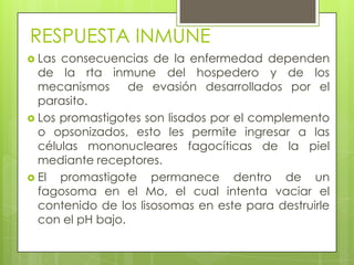 RESPUESTA INMUNE
 Las consecuencias de la enfermedad dependen
  de la rta inmune del hospedero y de los
  mecanismos      de evasión desarrollados por el
  parasito.
 Los promastigotes son lisados por el complemento
  o opsonizados, esto les permite ingresar a las
  células mononucleares fagocíticas de la piel
  mediante receptores.
 El  promastigote permanece dentro de un
  fagosoma en el Mo, el cual intenta vaciar el
  contenido de los lisosomas en este para destruirle
  con el pH bajo.
 