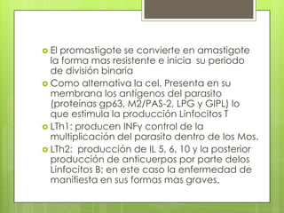  El promastigote se convierte en amastigote
  la forma mas resistente e inicia su periodo
  de división binaria
 Como alternativa la cel. Presenta en su
  membrana los antígenos del parasito
  (proteínas gp63, M2/PAS-2, LPG y GIPL) lo
  que estimula la producción Linfocitos T
 LTh1: producen INFγ control de la
  multiplicación del parasito dentro de los Mos.
 LTh2: producción de IL 5, 6, 10 y la posterior
  producción de anticuerpos por parte delos
  Linfocitos B; en este caso la enfermedad de
  manifiesta en sus formas mas graves.
 