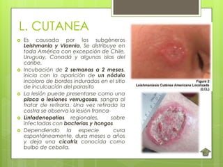 L. CUTANEA
   Es causada por los subgéneros
    Leishmania y Viannia. Se distribuye en
    toda América con excepción de Chile,
    Uruguay, Canadá y algunas islas del
    caribe.
   Incubación de 2 semanas a 2 meses,
    inicia con la aparición de un nódulo
    incoloro de bordes indurados en el sitio
    de inculcación del parasito
   La lesión puede presentarse como una
    placa o lesiones verrugosas, sangra al
    tratar de retirarla. Una vez retirada la
    costra se observa la lesión franca-
   Linfadenopatias regionales,         sobre
    infectadas con bacterias y hongos
   Dependiendo la especie               cura
    espontáneamente, dura meses o años
    y deja una cicatriz conocida como
    bulbo de cebolla.
 