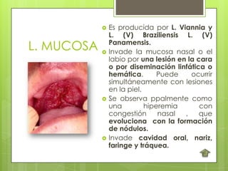    Es producida por L. Viannia y
                L. (V) Braziliensis L. (V)
L. MUCOSA   
                Panamensis.
                Invade la mucosa nasal o el
                labio por una lesión en la cara
                o por diseminación linfática o
                hemática.       Puede    ocurrir
                simultáneamente con lesiones
                en la piel.
               Se observa ppalmente como
                una         hiperemia       con
                congestión      nasal  ,    que
                evoluciona con la formación
                de nódulos.
               Invade cavidad oral, nariz,
                faringe y tráquea.
 