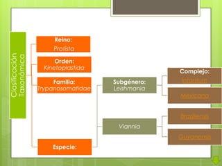 Reino:
                    Protista
Clasificación
Taxonómica




                     Orden:
                 Kinetoplastida
                                                Complejo:
                     Familia:      Subgénero:    Infantum
                Trypanosomatidae   Leishmania
                                                Mexicana


                                                Braziliensis
                                    Viannia
                                                Guyanensis
                    Especie:
 